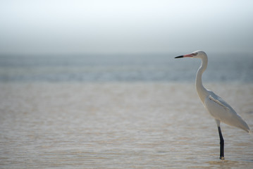 Beautiful portrait of a white heron in a lagoon