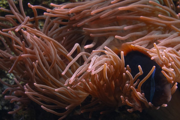 Naklejka na ściany i meble Underwater anemone hiding a clownfish in an aquarium.