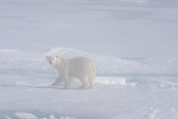 Fototapeta na wymiar Polar bear (Ursus maritimus) on the pack ice in fog