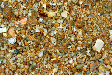 Sea sand with shells
