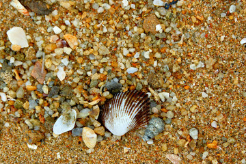 Sea sand with shells