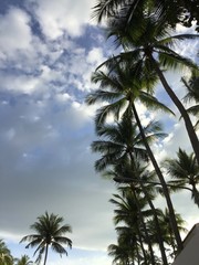 Fototapeta na wymiar Palm tree on beautiful sky background