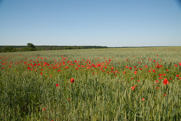 Countryside view of wheat field with red poppy flowers.