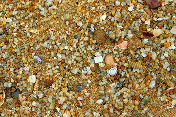 Sea sand with shells