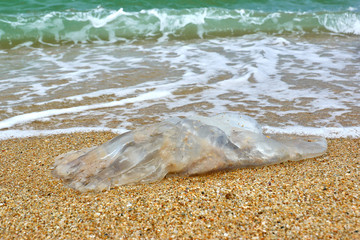 Jellyfish on the sand