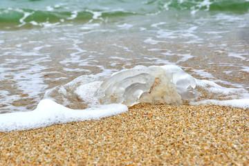 Jellyfish on the sand