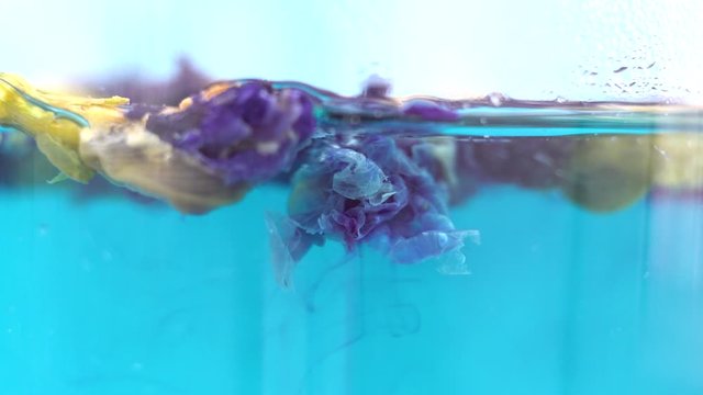 Butterfly-pea flower tea. blue tea leaves in a cup.