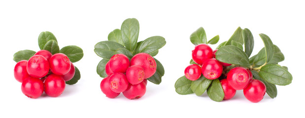 Fresh red berry: hand-picked forest Cowberry isolated on white background, macro shot