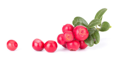 Fresh red berry: hand-picked forest Cowberry isolated on white background, macro shot