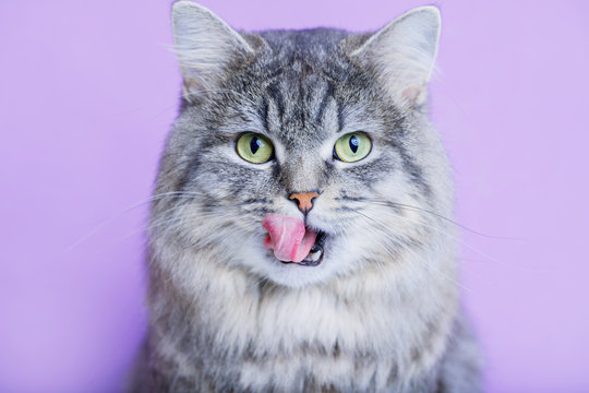 Close up view of funny smiling gray tabby cute kitten with green eyes licking lips. Pets and lifestyle concept. Portrait of lovely fluffy cat.