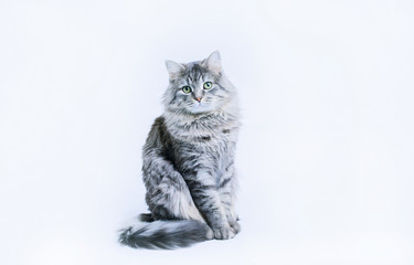 Funny large longhair gray tabby cute kitten with beautiful big eyes sitting on white table. Pets and lifestyle concept. Lovely fluffy cat on grey background.