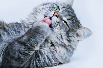 Funny large longhair beautiful gray tabby cute kitten. Lovely fluffy cat lying and licking his paws...