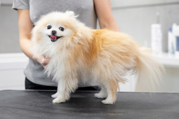 Professional groomer combing little dog smiling tongue pomeranian spitz