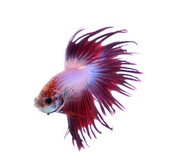 Obraz premium fighting fish isolated on white background