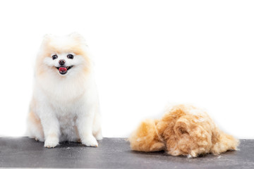 Concept hairdresser for animals, groomer has trimmed happy dog pomeranian spitz