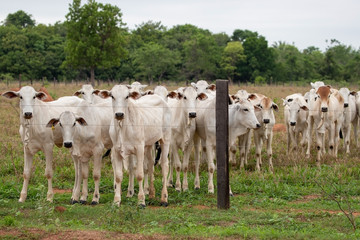 Eine Gruppe weisse Rinder schaut neugierig duch den Zaun
