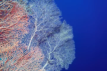 Foto auf Acrylglas Abstract background . Organic texture of Pink Sea Fan or Gorgonia coral (Annella mollis) © Tunatura