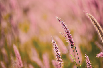 Beautiful Pink flowers grass in nature background.