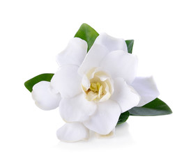 Gardenia flowers on white