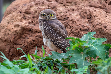 Eine Kanincheneule sitzt in der Seitenansicht vor ihrer Bruthöhle