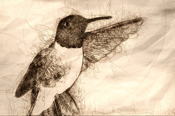 Sketch of a Black-Chinned Hummingbird Searching for Nectar in the Green Garden