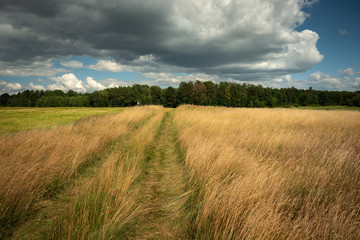Obraz premium Country road through tall grass, forest and clouds on the sky