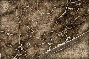 Sketch of a Close Look at a Torn and Raggedy Spider Web