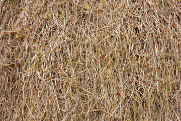 Close-up of dry hay full background