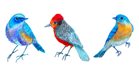 Beautiful set of colorful birds, lovely collection of illustration for cards or designs