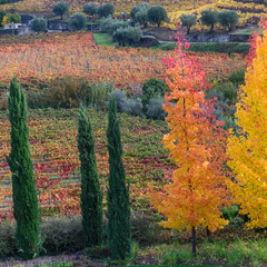 Autumn Trees in a valley, Douro Valley, Portugal