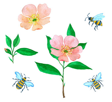 Watercolor illustration with flowers of dog rose and flying bumblebees, collection for cards, invitation or design