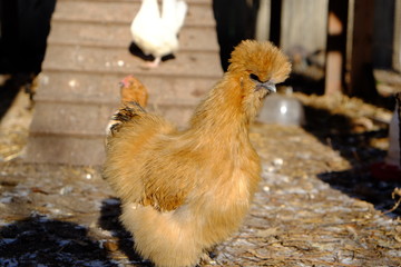 Backyard Chicken Silkie Hen