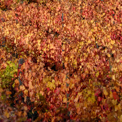 Autumn leaves, Lamego Municipality, Viseu District, Douro Valley, Portugal - obrazy, fototapety, plakaty