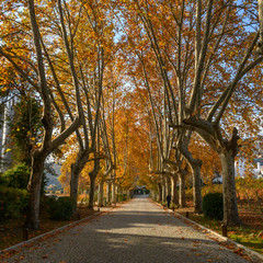 Autumn trees both sides of a road, Douro Valley, Portugal