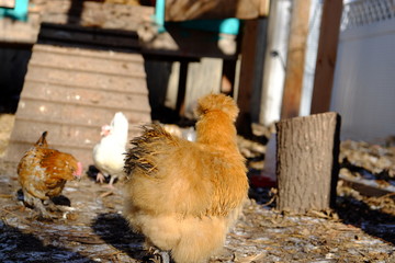 Backyard Chicken Silkie Hen
