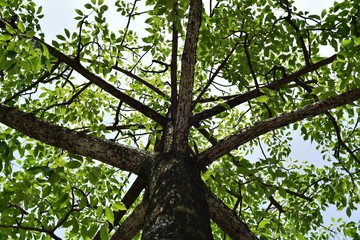 a bottom-up shot on a tree with its branches and leaves growing in summer