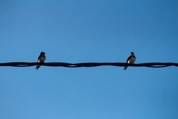 Two small birds perched on an electricity cable.