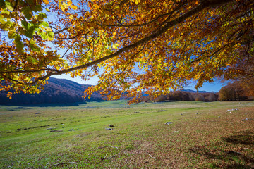 Fototapeta premium Forest in autumn,foliage of trees, colors in nature