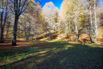 Fototapeta premium Forest in autumn,foliage of trees, colors in nature