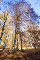 Fototapeta premium Forest in autumn,foliage of trees, colors in nature