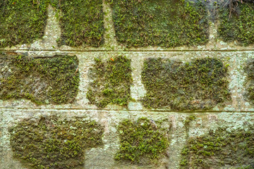 Old brick wall with green moss, nature background