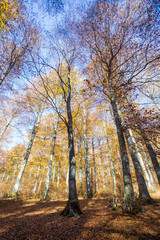 Fototapeta premium Forest in autumn,foliage of trees, colors in nature