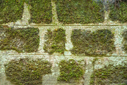 Old brick wall with green moss, nature background