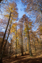 Fototapeta premium Forest in autumn,foliage of trees, colors in nature
