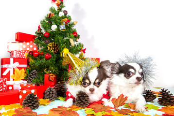 Fototapeta na wymiar Two adorable chihuahua dogs wearing a New Year conical hat on festive background.