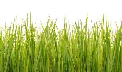 Fototapeta na wymiar fresh green grass isolated on white