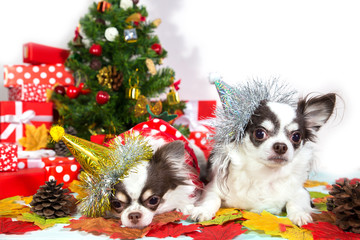 Two adorable chihuahua dogs wearing a New Year conical hat on festive background.