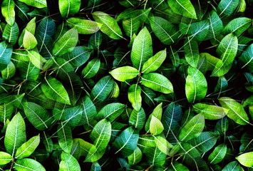 Green leaves background, Natural foliage texture as tropical dark green leaf background and wallpaper