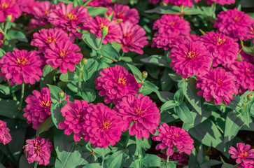 Pink Common Zinnia flowering background (Zinnia Elegans) are blossoming in tropical flower garden