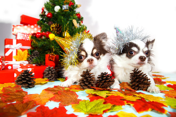 Two adorable chihuahua dogs wearing a New Year conical hat on festive background.